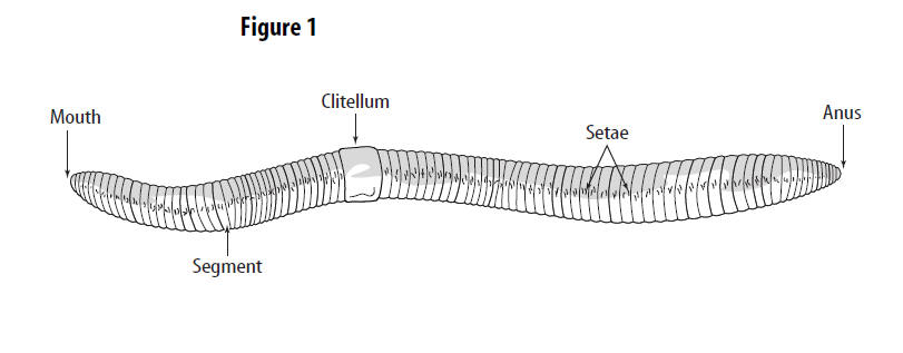 Earthworm Lab